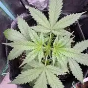 Sticky Broccoli Auto-Zamnesia