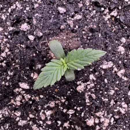 CBD Lemon Auto - Herbies Seeds