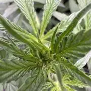 Sour Apple X Strawberry Gorilla Auto