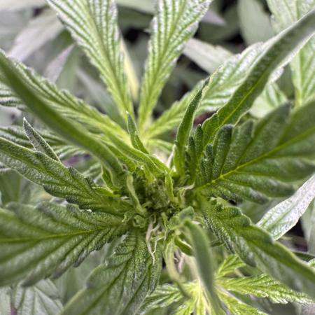 Sour Apple X Strawberry Gorilla Auto