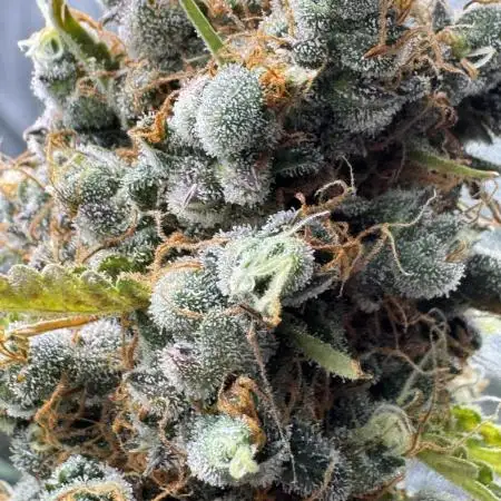 Apple and Blackberry F1 Auto - Tastebudz
