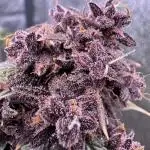 DARK LEMONADE AUTO - Delicious Seeds