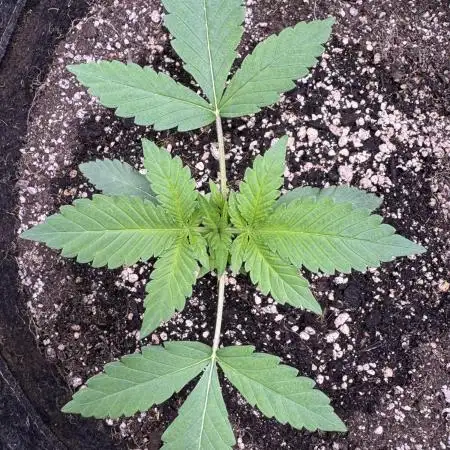 Auto Opium - Divine Seeds