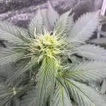 Caramel Auto - FastBuds