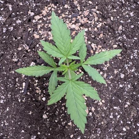 AUTO PURPLE OPIUM - Divine Seeds