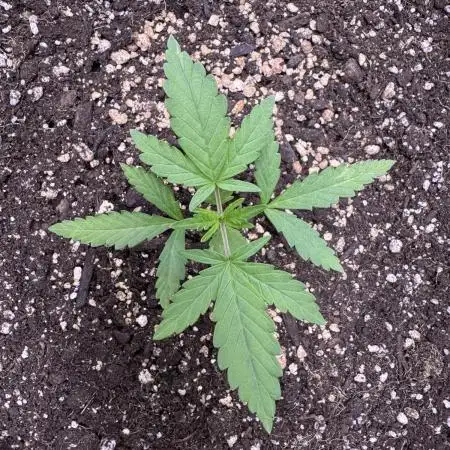 AUTO PURPLE OPIUM - Divine Seeds
