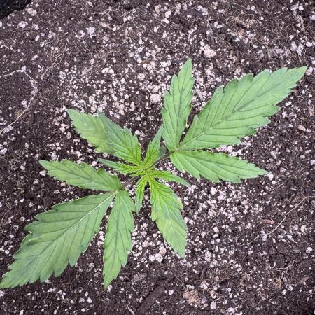 CBD Lemon Auto - Herbies Seeds