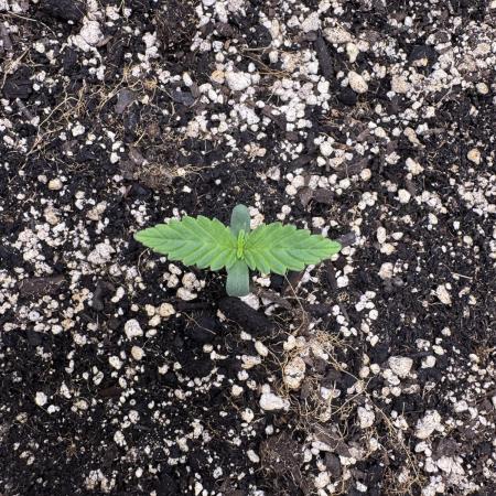 Auto Opium - Divine Seeds
