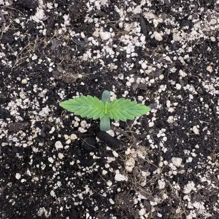 Auto Opium - Divine Seeds