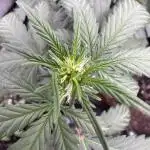 AUTO WHITE WIDOW - Divine Seeds