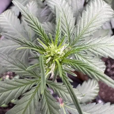 AUTO WHITE WIDOW - Divine Seeds