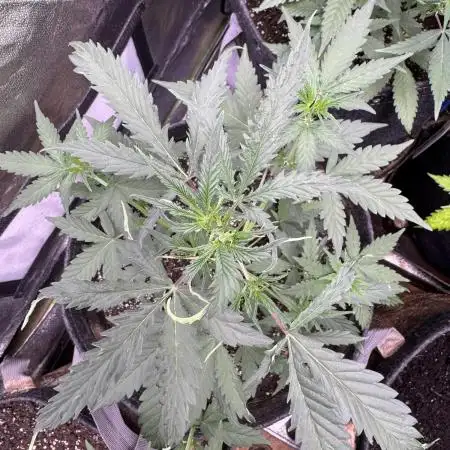 AUTO WHITE WIDOW - Divine Seeds