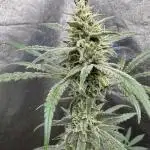 Sour Apple X Strawberry Gorilla Auto Fem