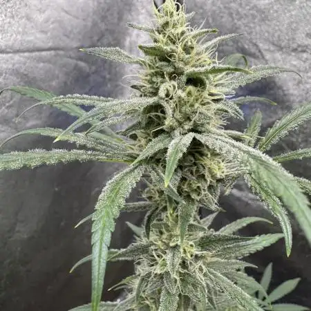 Sour Apple X Strawberry Gorilla Auto Fem
