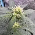 Caramel Auto - FastBuds