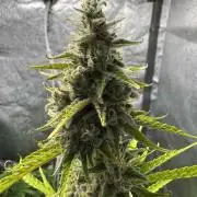 CBD Lemon Auto - Herbies Seeds