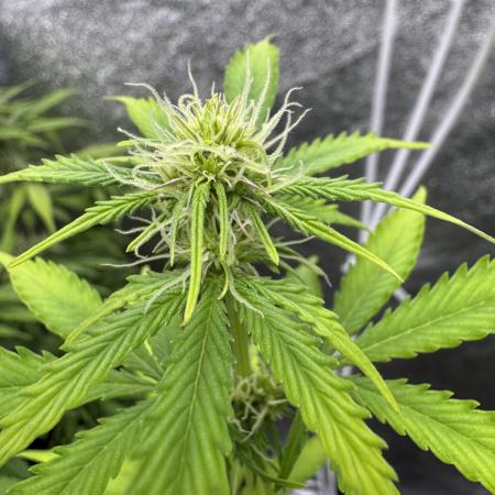 Apple and Blackberry F1 Auto - Tastebudz