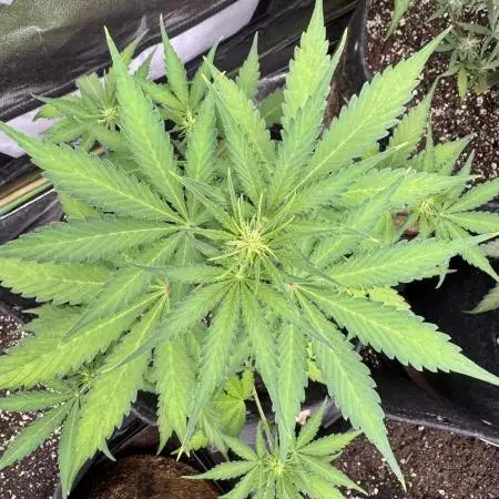 Midnight Moonshine F1 Auto - TasteBudz