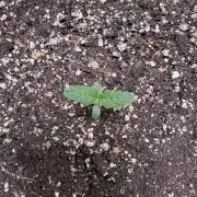 CBD Lemon Auto-Run #2 Herbies Seeds