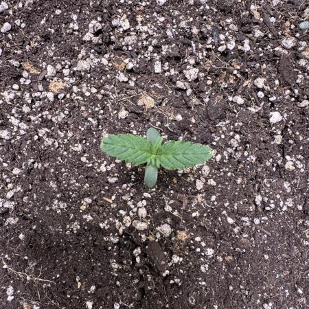 CBD Lemon Auto-Run #2 Herbies Seeds