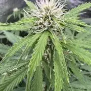 Apple Betty Auto from Herbies Seeds