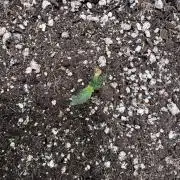 Purple Tangie Auto - Supernatural Seeds