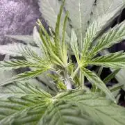 Wurlz F1 Autoflower - Zamnesia Seeds