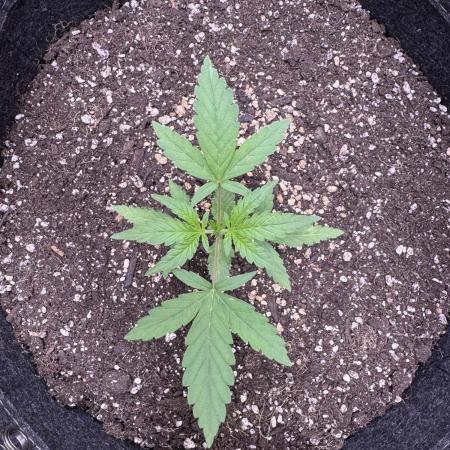 AUTO PURPLE OPIUM - Divine Seeds