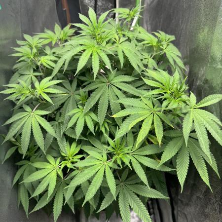 Auto Big Demon by Divine Seeds