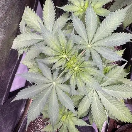 Elephant Berry Auto