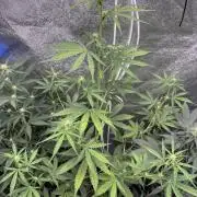 CBD Lemon Auto - Herbies Seeds