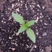 Sour Apple X Strawberry Gorilla Auto