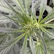 Sour Apple X Strawberry Gorilla Auto