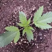 Sour Apple X Strawberry Gorilla Auto