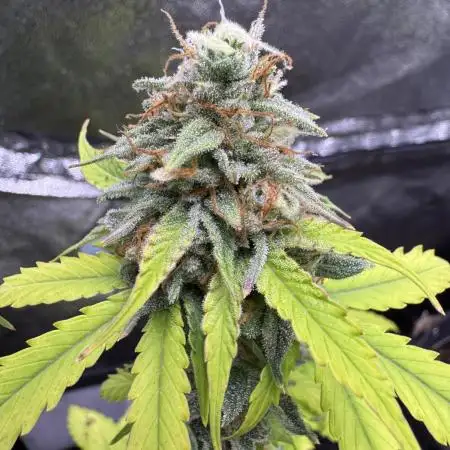 Auto Elephant - Super Sativa Seed Club