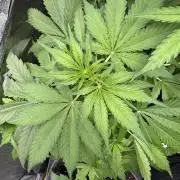 Apple Betty Auto from Herbies Seeds