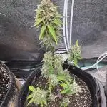 Auto Elephant - Super Sativa Seed Club