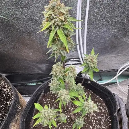 Auto Elephant - Super Sativa Seed Club