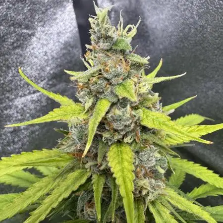 AUTO FRACTAL - Divine Seeds