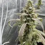 Sour Apple X Strawberry Gorilla Auto Fem