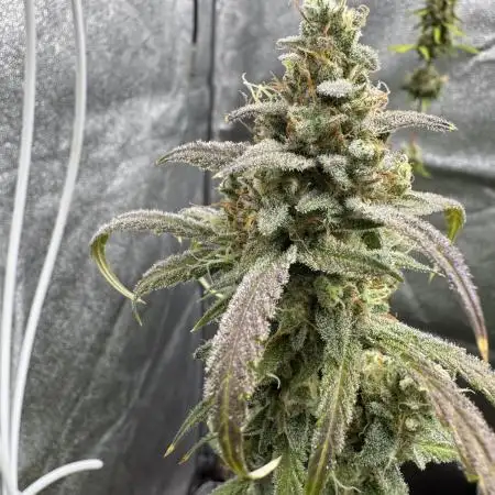 Sour Apple X Strawberry Gorilla Auto Fem