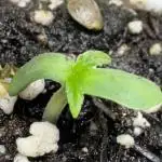 Apple Betty Auto from Herbies Seeds