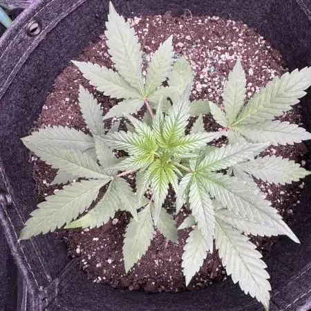 Zkittelz XL Auto - Ganja Farmer Seeds