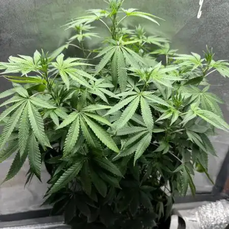 Auto Big Demon by Divine Seeds