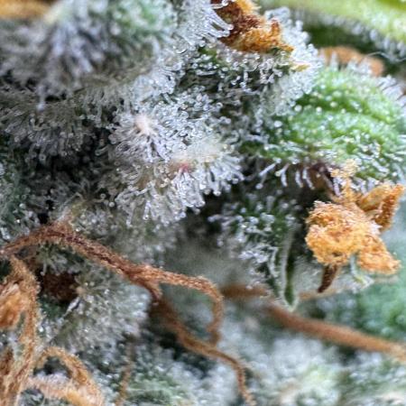 AUTO FRACTAL - Divine Seeds