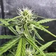 CBD Lemon Auto - Herbies Seeds