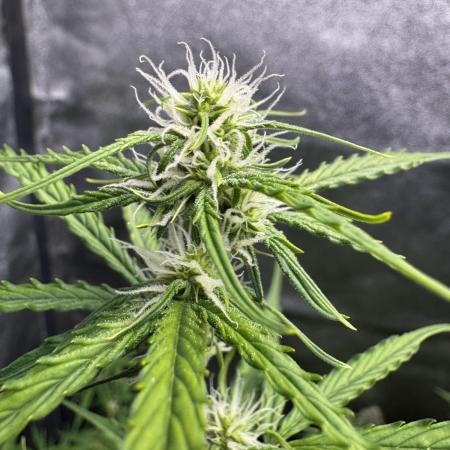 CBD Lemon Auto - Herbies Seeds