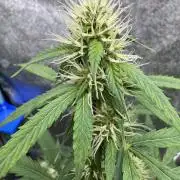 Wild Strawberry F1 Auto Run 2-TasteBudz