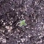 Auto Opium - Divine Seeds