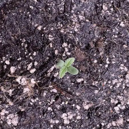 Auto Opium - Divine Seeds